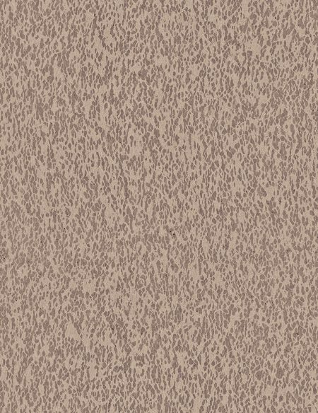 CAS31